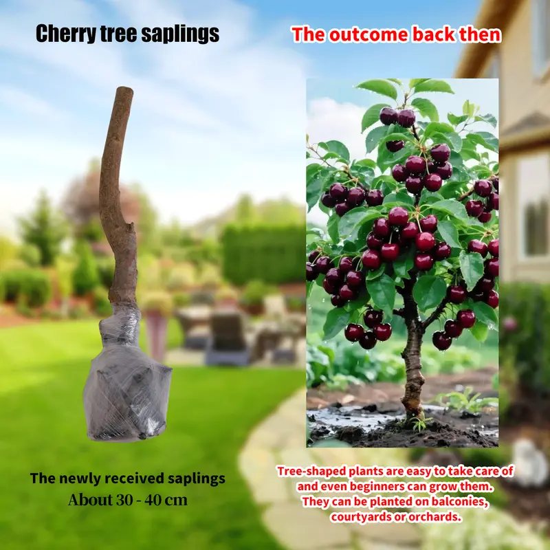 🔥LAST DAY Promotion 25% OFF🌱Perennial Cherry Tree Seedlings🌱