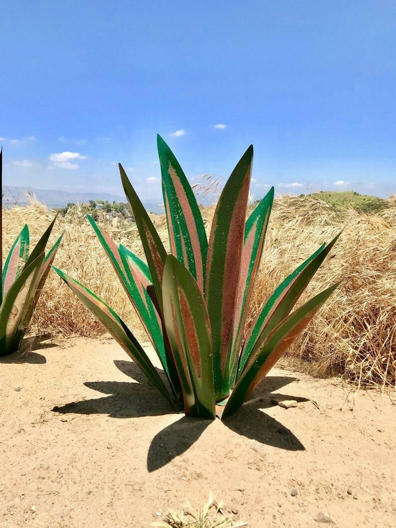 Hot Sales50% Off-Red Tequila Agave-Perfect for garden