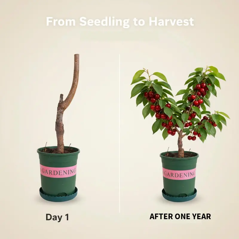 🔥LAST DAY Promotion 25% OFF🌱Perennial Cherry Tree Seedlings🌱