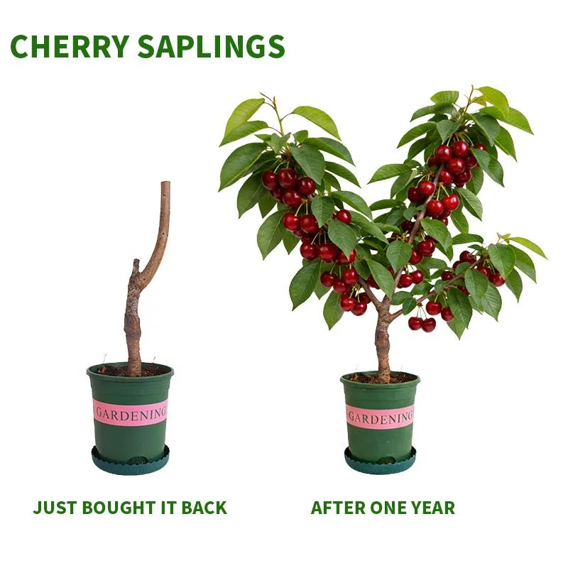 Heirloom Non-GMO Cherry Tree Seedling, Dwarf Compact, Sweet Fruit, for Containers & Home Gardens
