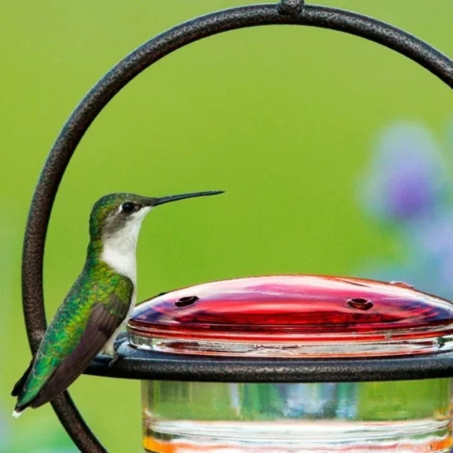 🐦Hummble Slim Hummingbird Feeder