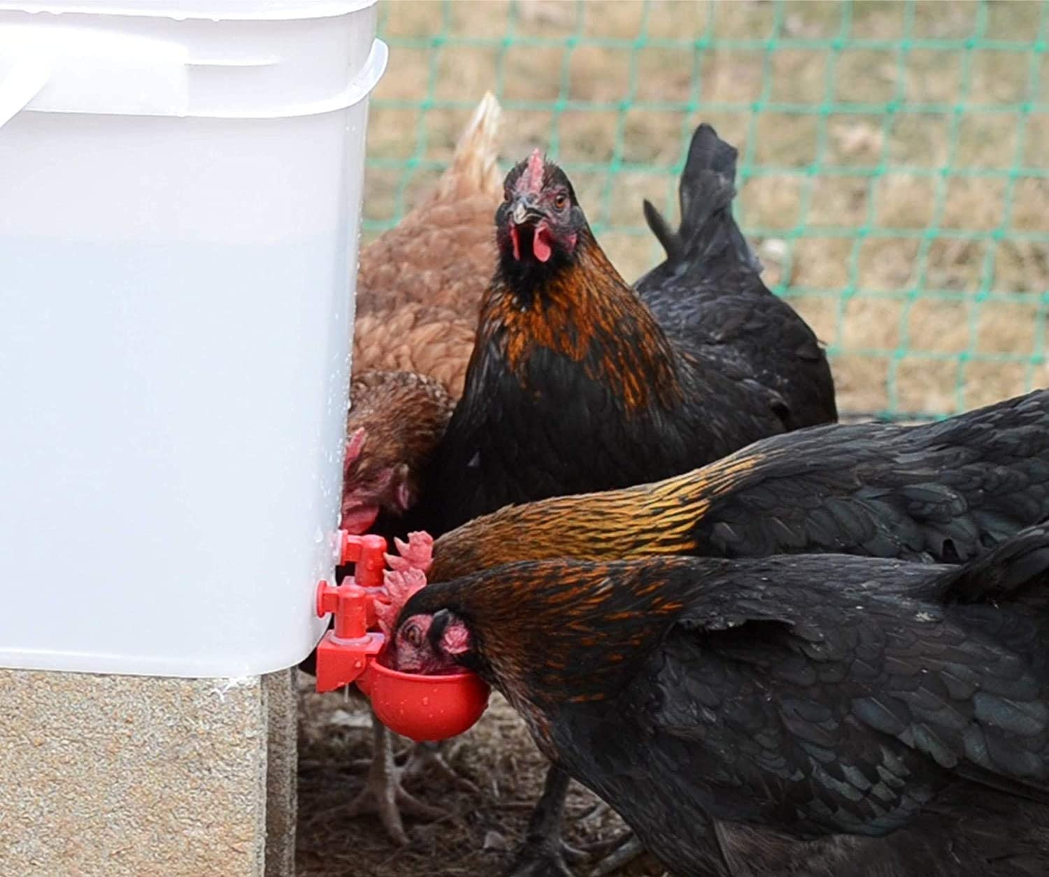 💥Last Day 50% Off--🔥Automatic Chicken Water Cup Bird Coop