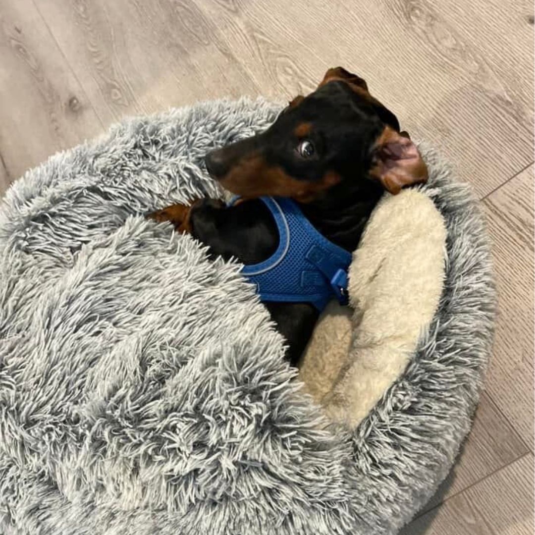 🐶😺 Cozy Cave - Premium Pet Bed 💥