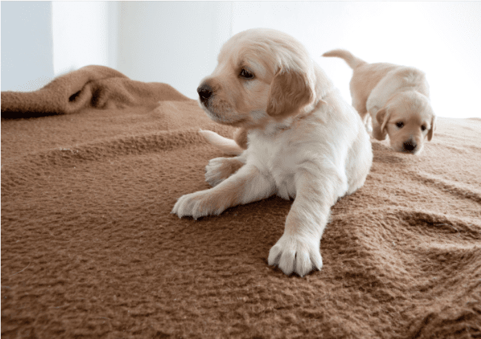 Watchful Guardians: The Latest Dog Cameras for Pet Owners-Arenti EU