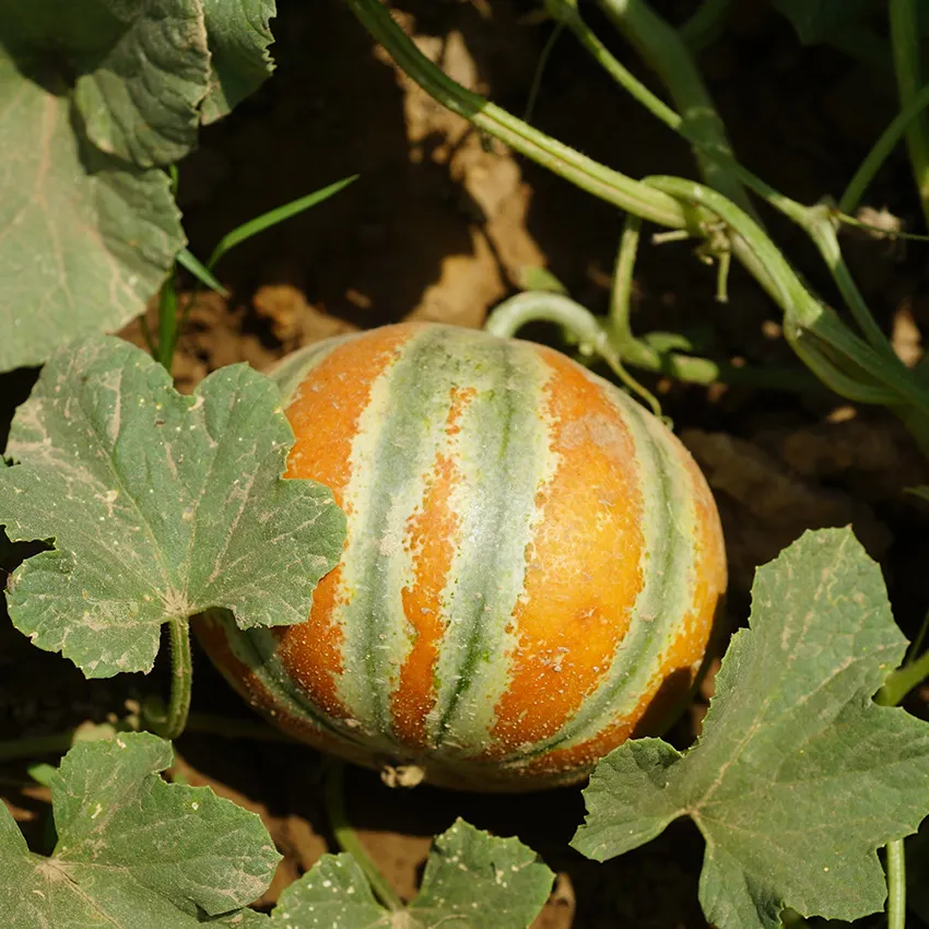 Unique SweetKajari Melon Seeds