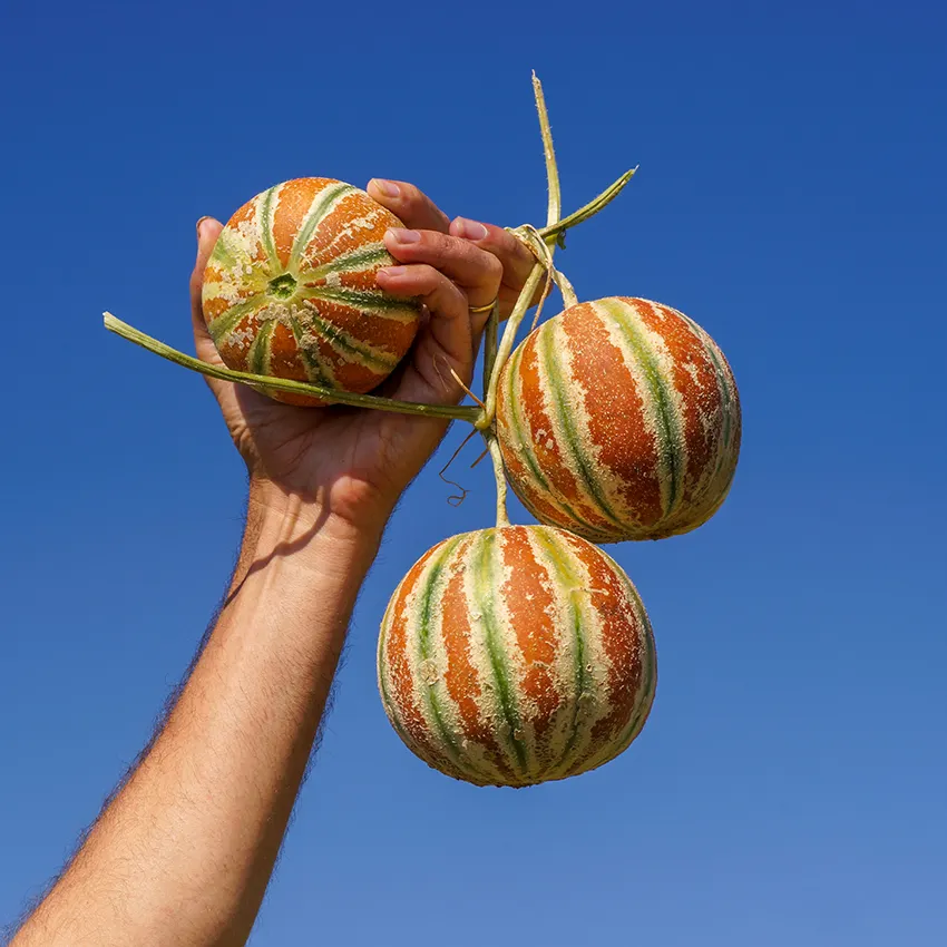 Unique SweetKajari Melon Seeds