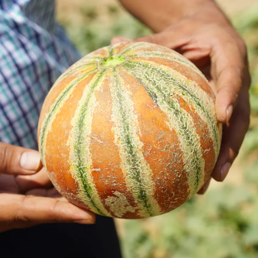 Unique SweetKajari Melon Seeds