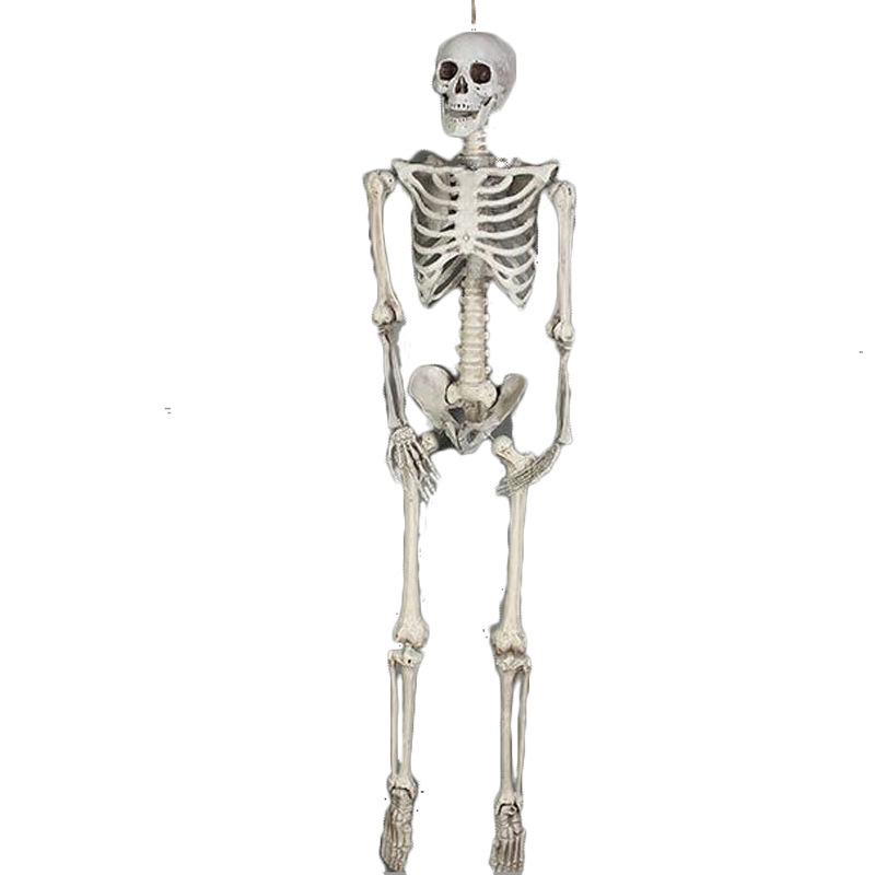 Outdoor Halloween Skeleton Display