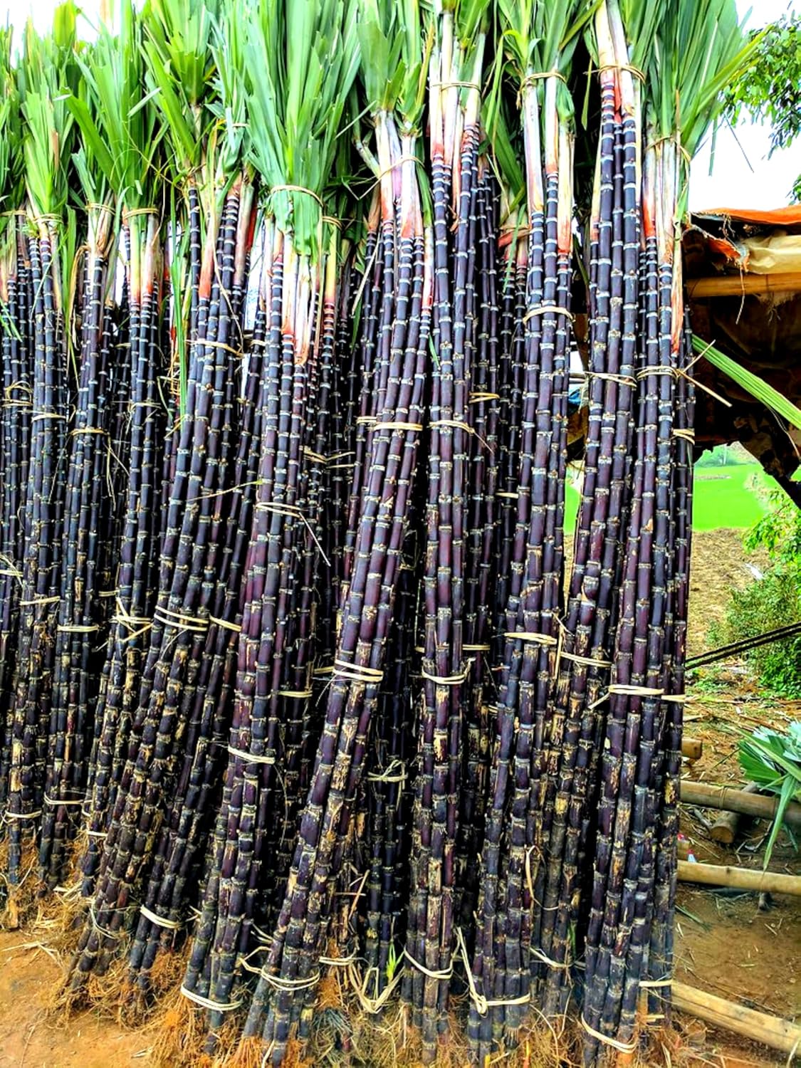 ❤️Sweet Harvest Starter Kit 🍃 Sugarcane Seeds✨Beginner-Friendly