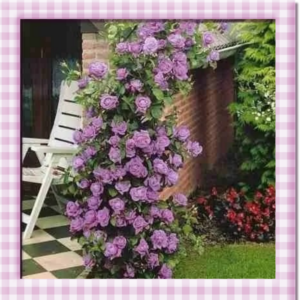 🌸 Climbing Rose Seeds – Create a Blooming Vertical Garden at Home
