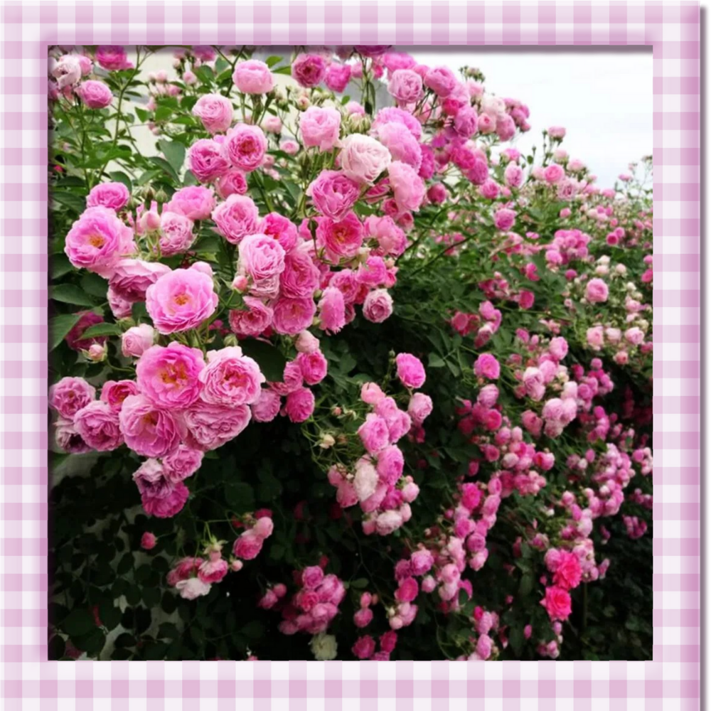 🌸 Climbing Rose Seeds – Create a Blooming Vertical Garden at Home