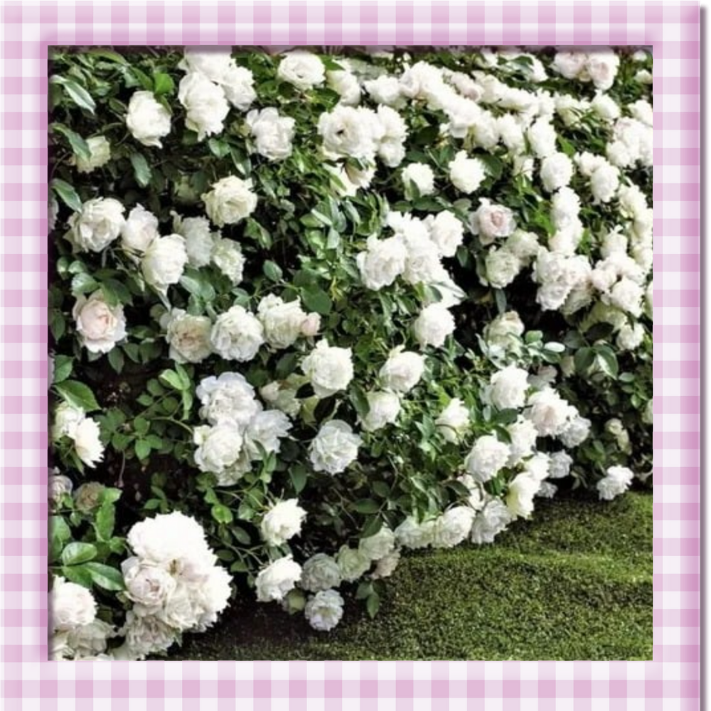 🌸 Climbing Rose Seeds – Create a Blooming Vertical Garden at Home