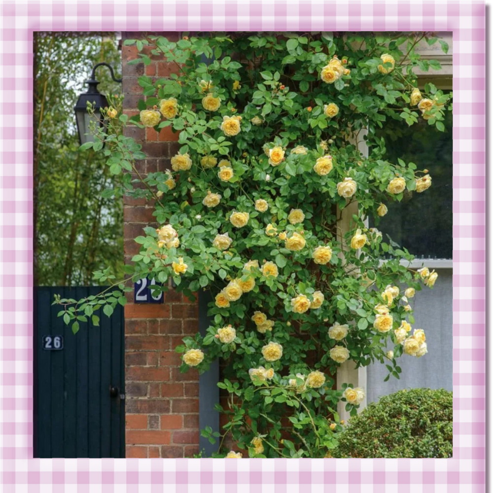 🌸 Climbing Rose Seeds – Create a Blooming Vertical Garden at Home