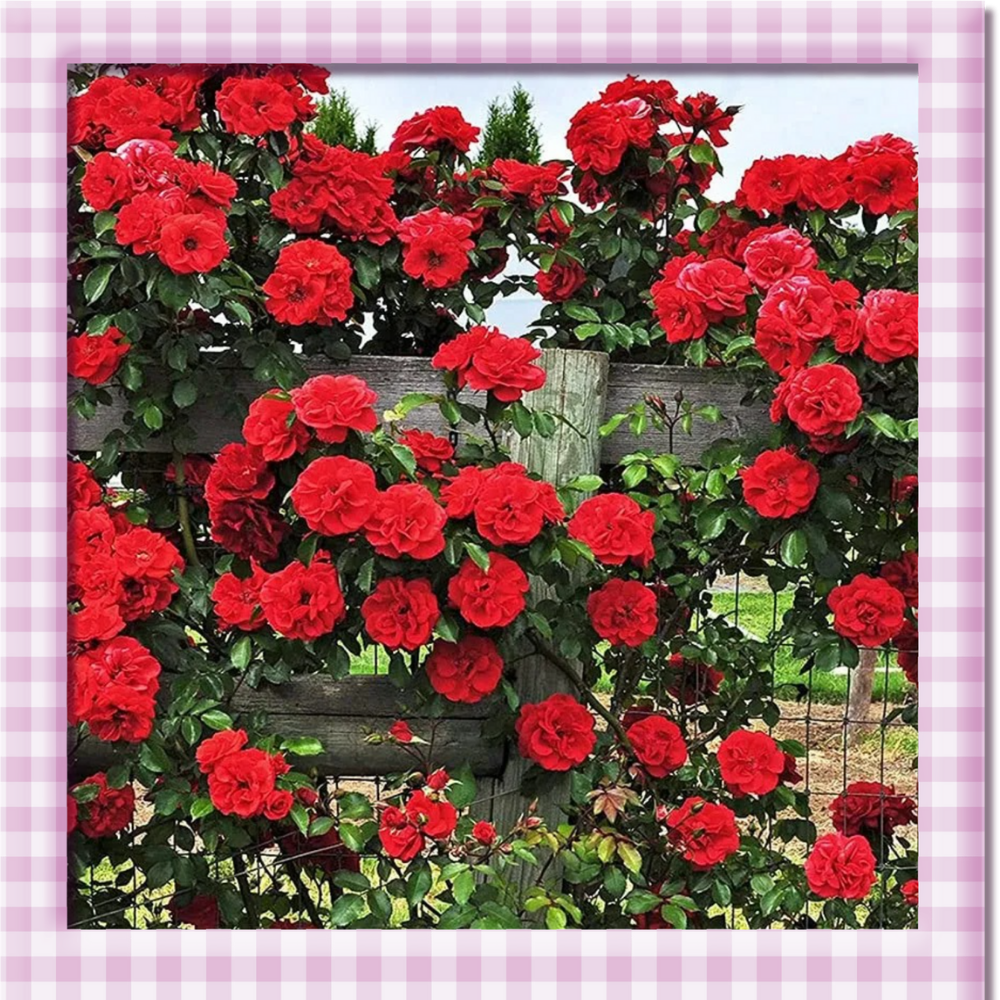 🌸 Climbing Rose Seeds – Create a Blooming Vertical Garden at Home