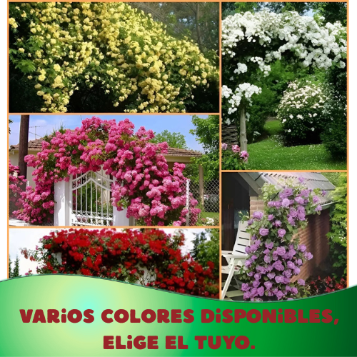 🌸 Climbing Rose Seeds – Create a Blooming Vertical Garden at Home