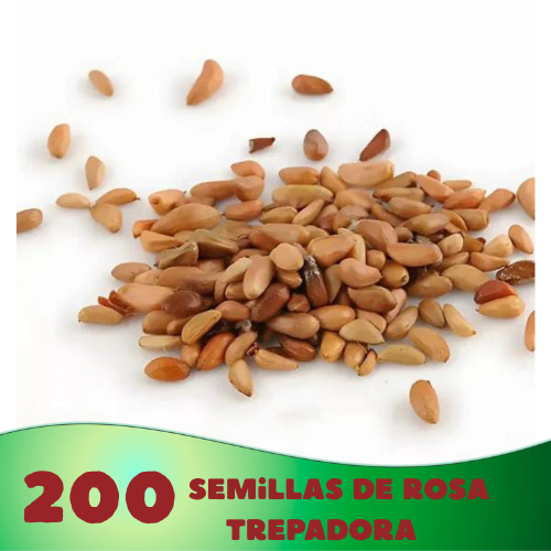 🌸 Climbing Rose Seeds – Create a Blooming Vertical Garden at Home