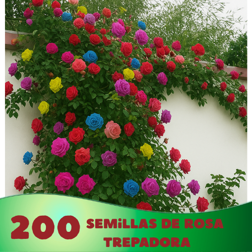 🌸 Climbing Rose Seeds – Create a Blooming Vertical Garden at Home
