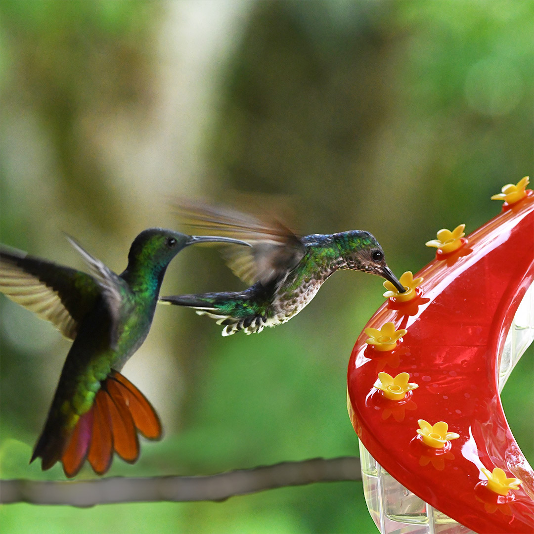 💥2023 Latest Model💥 - Helix 32-Port Hummingbird Feeder