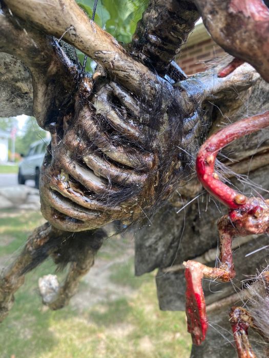 BAT skeleton Giant black skeleton Bat huge