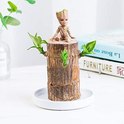 Brazilwood Hydroponic Plants Groot Lucky Wood Potted