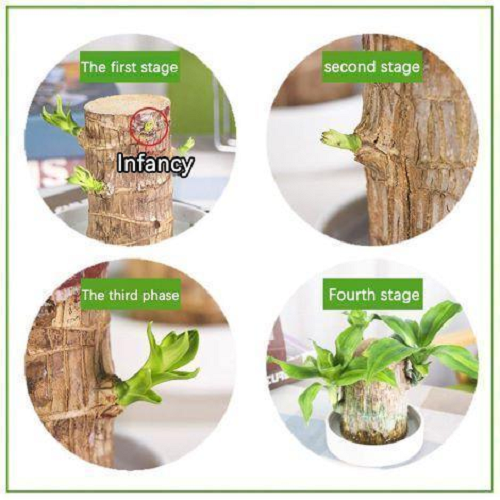 Brazilwood Hydroponic Plants Groot Lucky Wood Potted