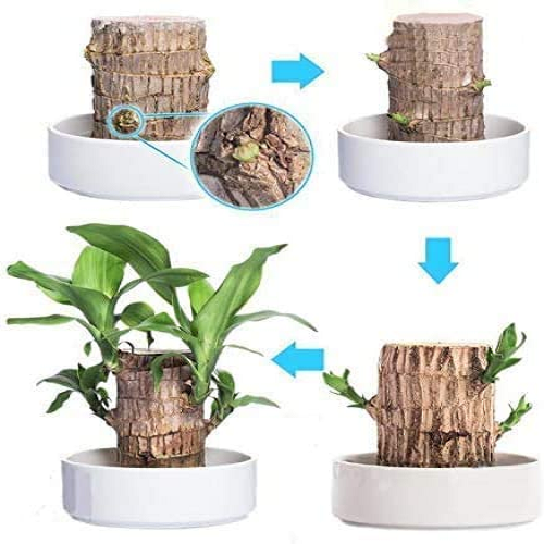 Brazilwood Hydroponic Plants Groot Lucky Wood Potted