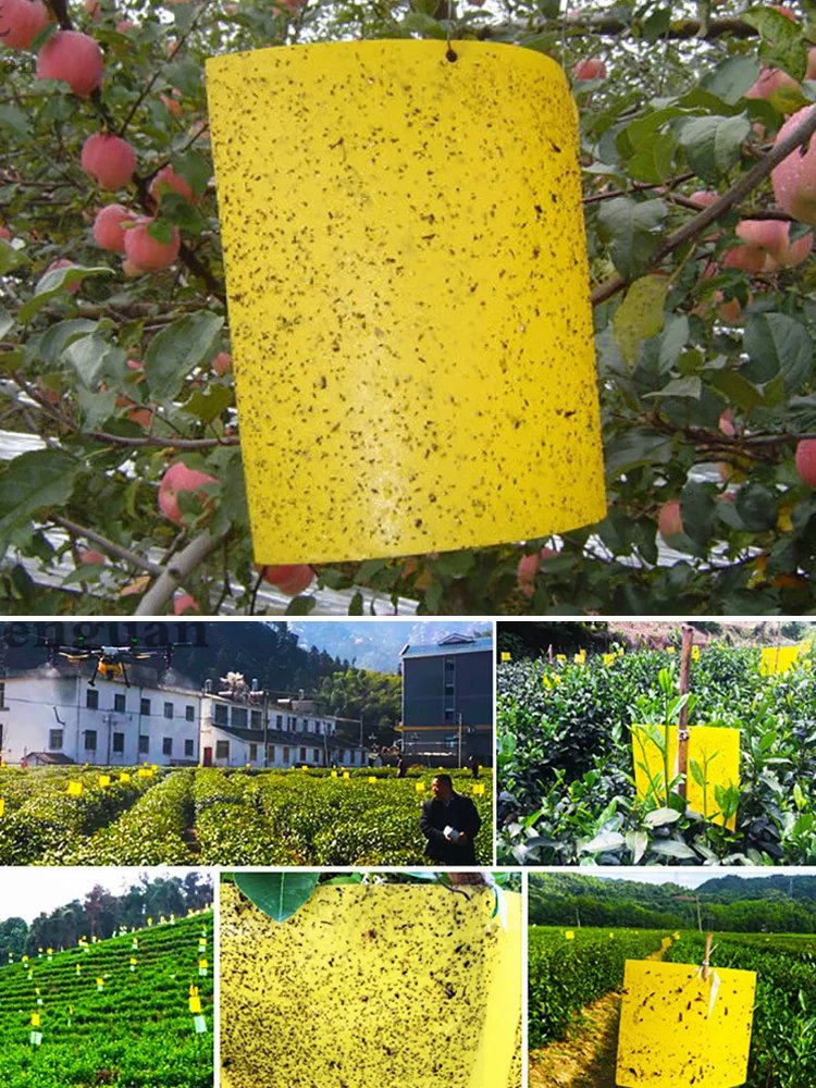 Double-sided Insect Trap and Insecticide Board