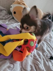 DOG CHEW TOY-🔥BUY 2 FREE SHIPPING🔥