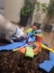 DOG CHEW TOY-🔥BUY 2 FREE SHIPPING🔥