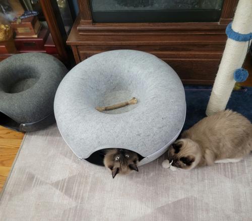 MeowMaze Bed