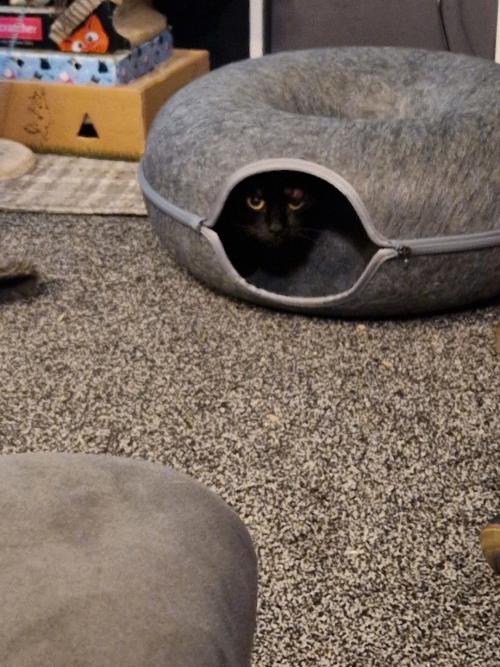 MeowMaze Bed