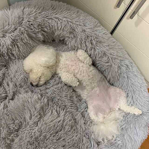 💖Early Mother's Day Sale - 🎁-Comfy Calming Dog/Cat Bed