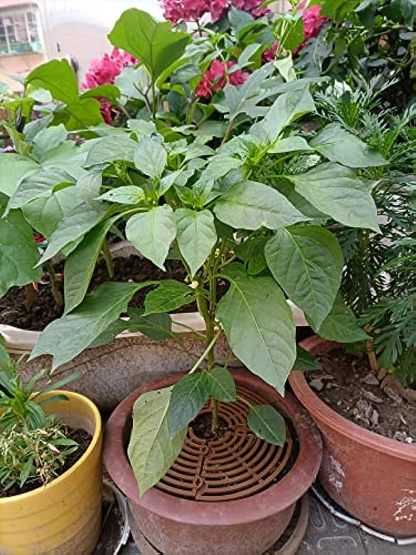 Plant Pot Grid Flower Pot Cover