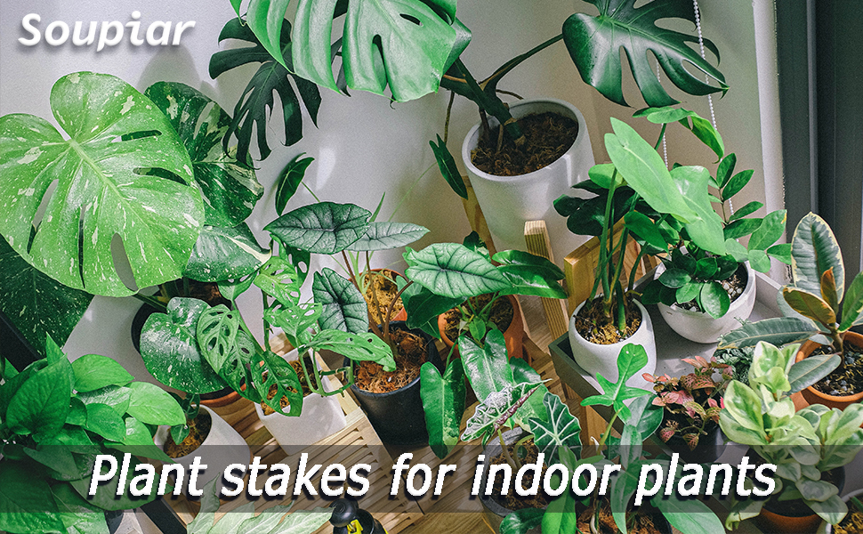 indoor plant trellis