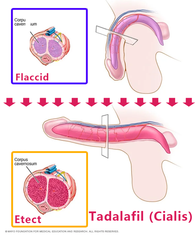 COD单页系统建站.联系QQ：494906791/微信：Cod_web