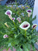 Light Purple