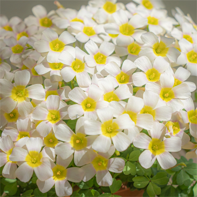 Oxalis Corniculata, Creeping Woodsorrel Seed