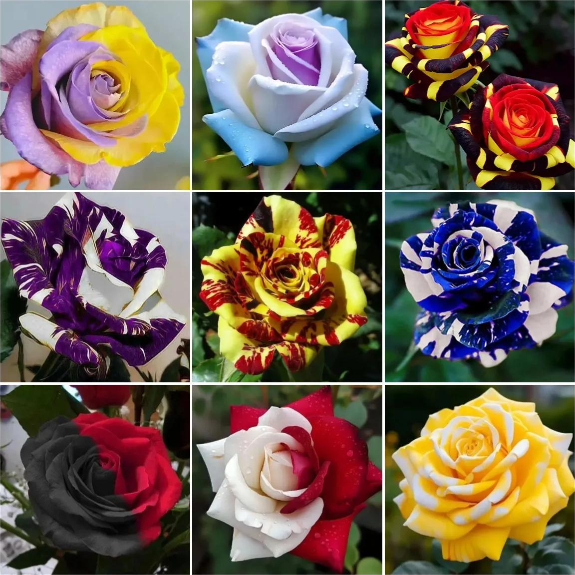 Selected Rose Seed Blind Box--Full Of Surprises and Accidents