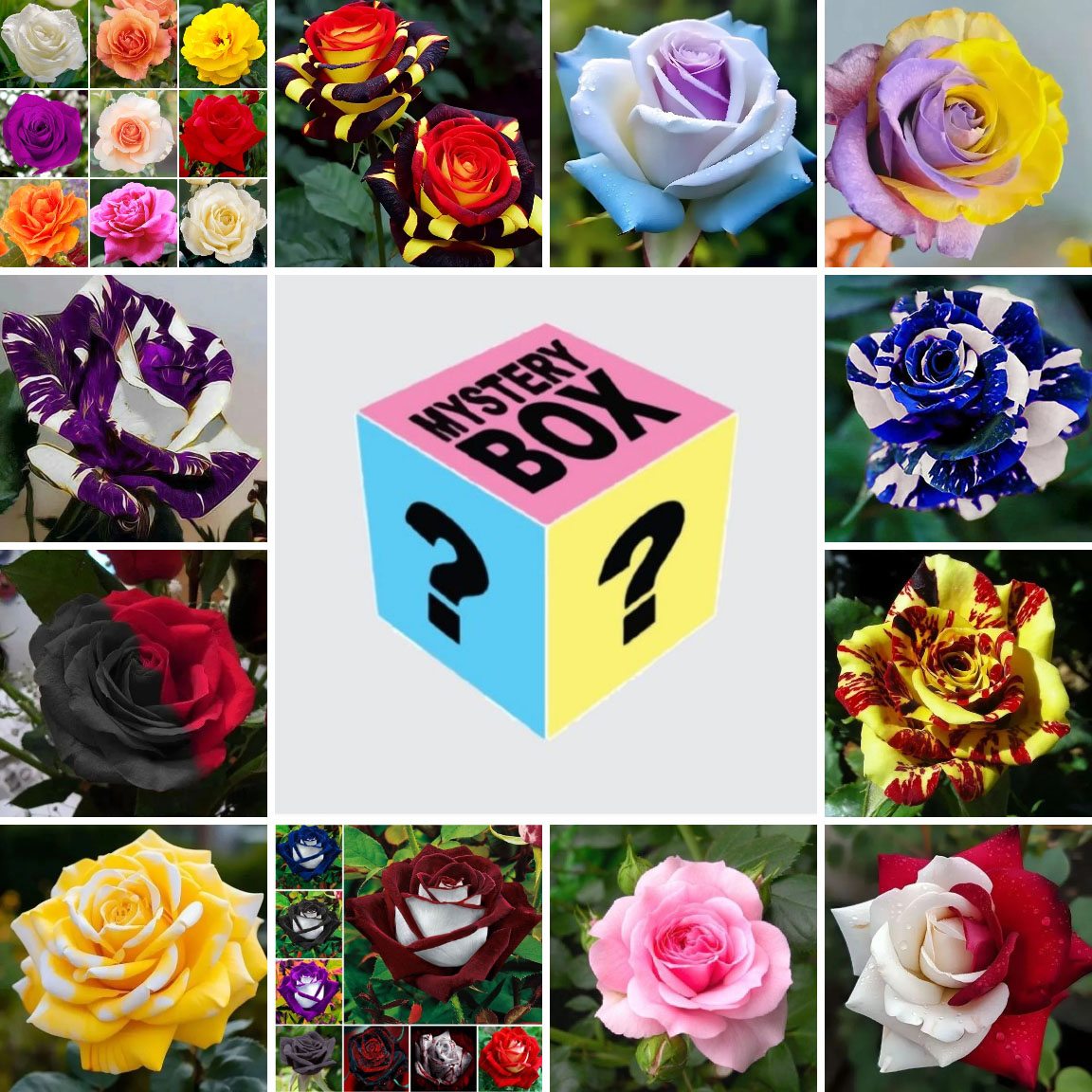 Selected Rose Seed Blind Box--Full Of Surprises and Accidents