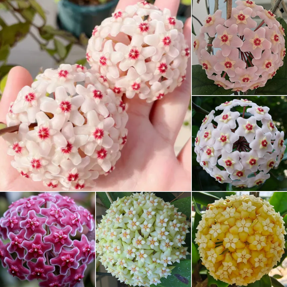 Perennial Ball Orchid Star-Shaped Flower Seeds – SEEDSSUN