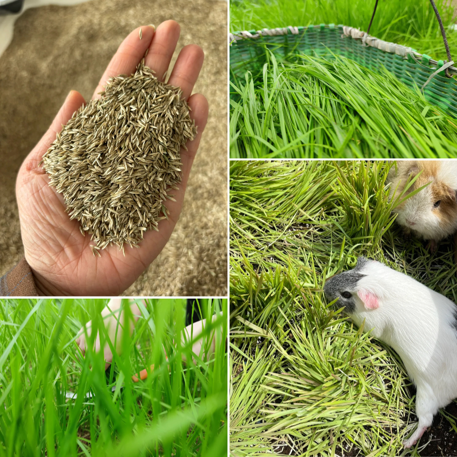 Perennial Ryegrass Seeds