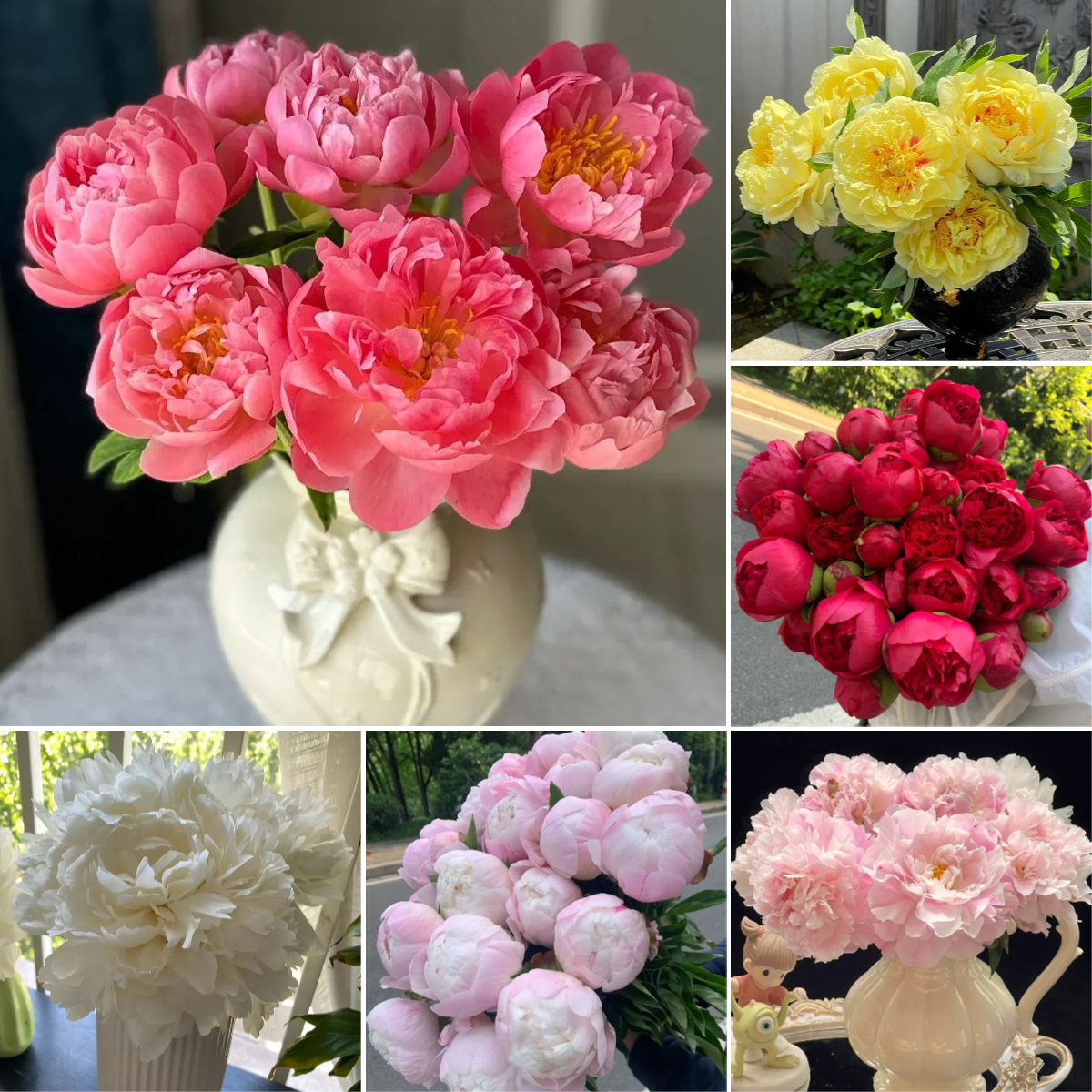 Selected Perennial Peony Seeds