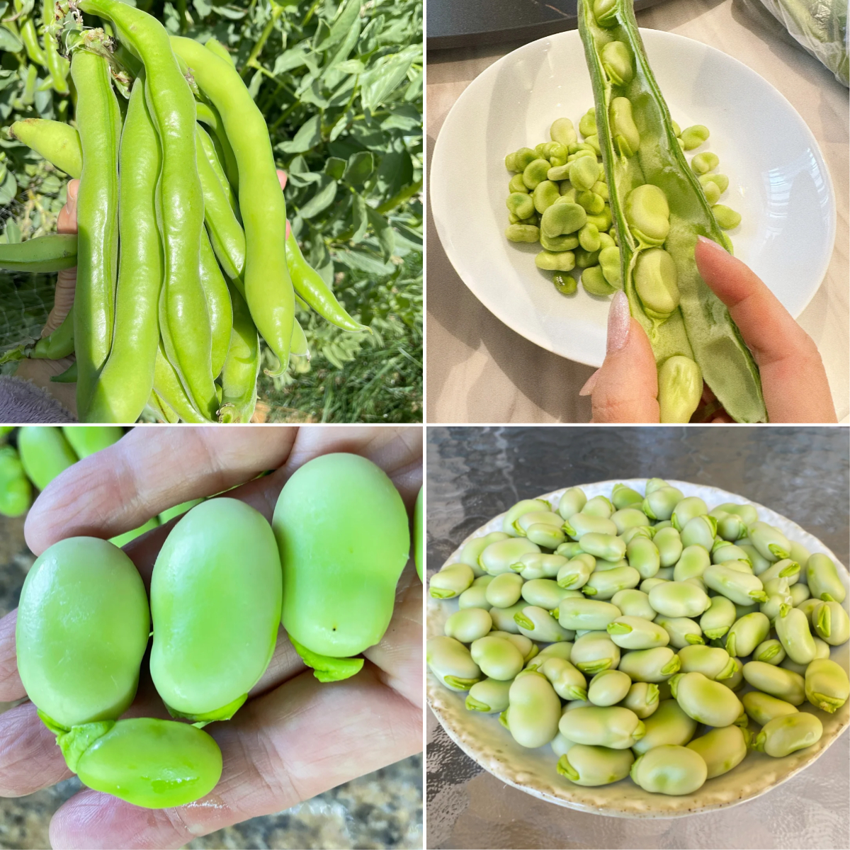 Emerald Broad Beans Seeds