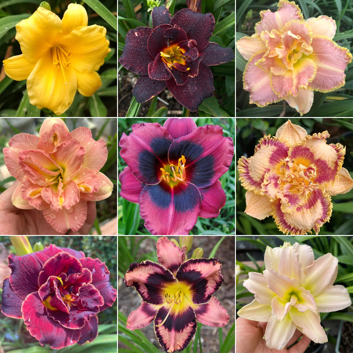 Daylily Seeds For Planting - Rare Hybrid Bonsai