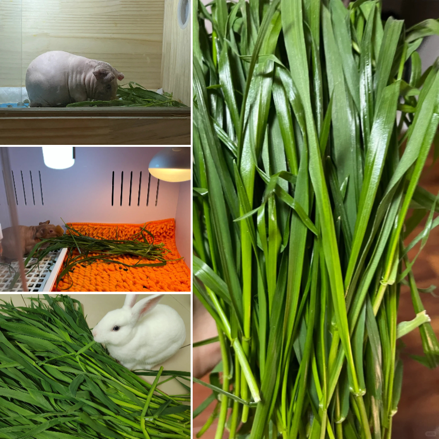 Perennial Ryegrass Seeds