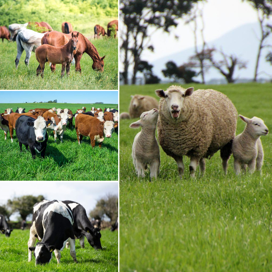 Perennial Ryegrass Seeds