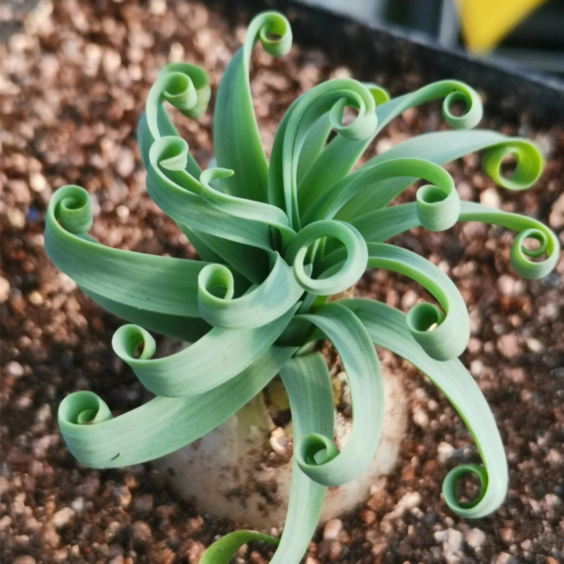 Bulb - Albuca Concordiana [Rare Succulents]