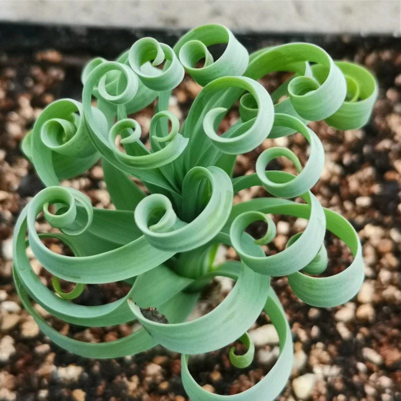 Bulb - Albuca Concordiana [Rare Succulents]