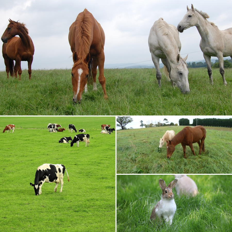 Perennial Ryegrass Seeds