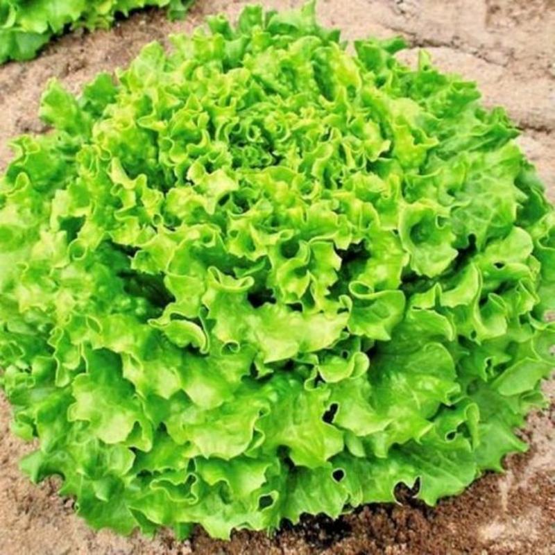Lettuce Bergam's Green